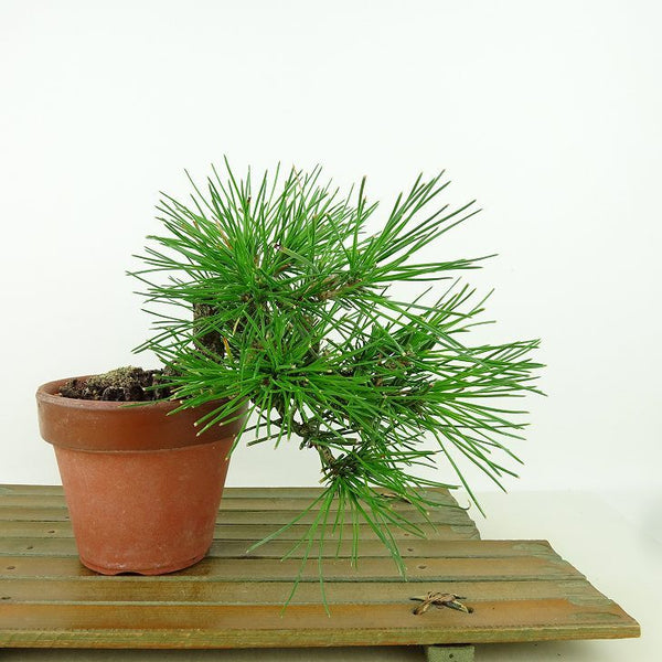 盆栽 松 黒松 樹高 上下 約16cm くろまつ Pinus thunbergii クロマツ マツ科 常緑針葉樹 観賞用 小品 t1198411022
