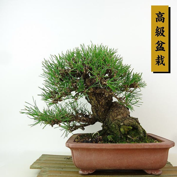 盆栽 松 黒松 樹高 約21cm くろまつ 高級盆栽 Pinus thunbergii クロマツ マツ科 常緑針葉樹 観賞用 r1198411500