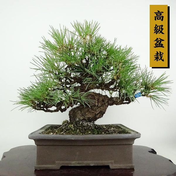 盆栽 松 黒松 樹高 約25cm くろまつ 高級盆栽 Pinus thunbergii クロマツ マツ科 常緑針葉樹 観賞用 p1198415086