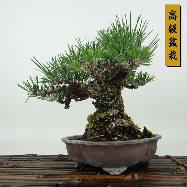 盆栽 松 黒松 瑞宝 樹高 約21cm くろまつ 高級盆栽 Pinus thunbergii クロマツ マツ科 常緑針葉樹 観賞用 s1198414075
