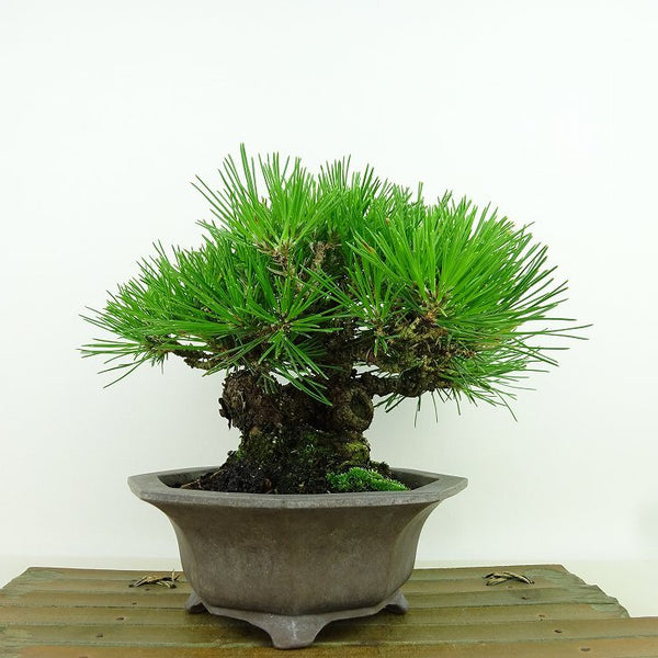 盆栽 松 黒松 樹高 約13cm くろまつ Pinus thunbergii クロマツ マツ科 常緑針葉樹 観賞用 小品 k1198414257