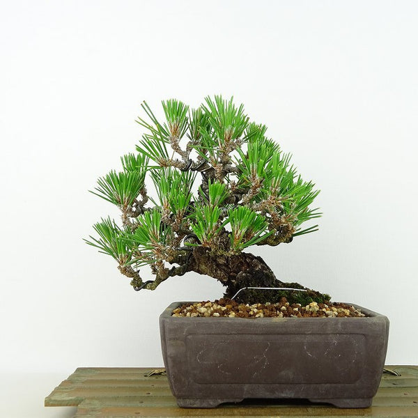 盆栽 松 黒松 樹高 約16cm くろまつ Pinus thunbergii クロマツ マツ科 常緑針葉樹 観賞用 小品 1198399895
