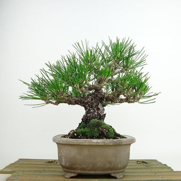 盆栽 松 黒松 樹高 約17cm くろまつ Pinus thunbergii クロマツ マツ科 常緑針葉樹 観賞用 小品 d1198423723
