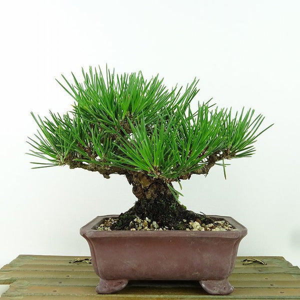 盆栽 松 黒松 樹高 約1cm くろまつ Pinus thunbergii クロマツ マツ科 常緑針葉樹 観賞用 小品 r1198408861