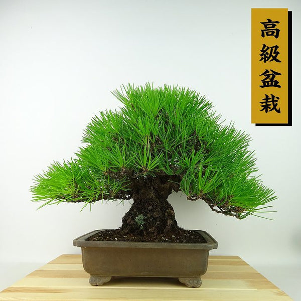 盆栽 松 黒松 樹高 約25cm くろまつ 高級盆栽 Pinus thunbergii クロマツ マツ科 常緑針葉樹 観賞用 x1198413966