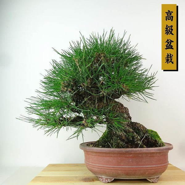 盆栽 松 黒松 樹高 約28cm くろまつ 高級盆栽 Pinus thunbergii クロマツ マツ科 常緑針葉樹 観賞用 f1198410678