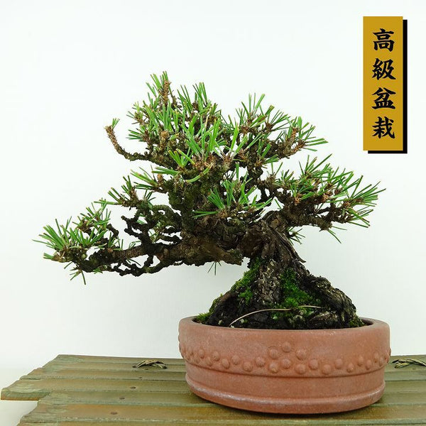 盆栽 松 黒松 樹高 約15cm くろまつ 高級盆栽 Pinus thunbergii クロマツ マツ科 常緑針葉樹 観賞用 小品 j1198418904