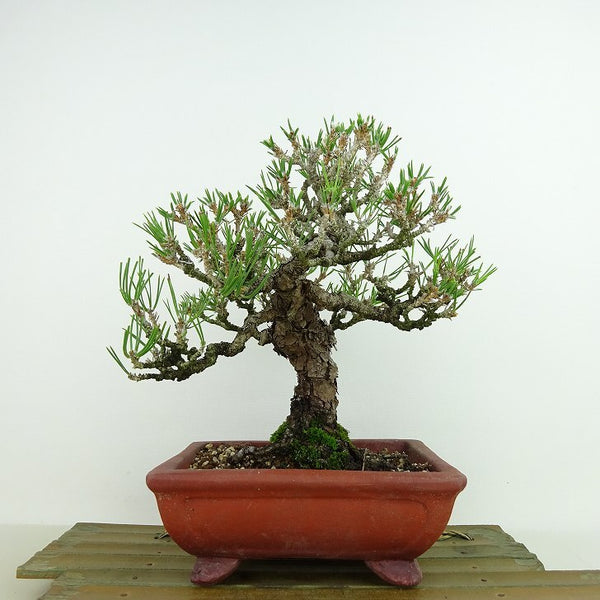 盆栽 松 黒松 樹高 約18cm くろまつ Pinus thunbergii クロマツ マツ科 常緑針葉樹 観賞用 小品 o1198426218