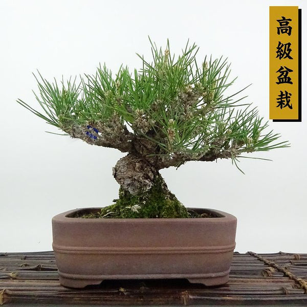 盆栽 松 黒松 樹高 約18cm くろまつ 高級盆栽 Pinus thunbergii クロマツマツ科 常緑針葉樹 観賞用 小品 j1198415176