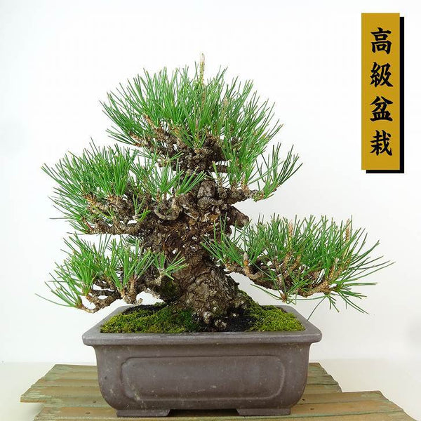 盆栽 松 黒松 樹高 約24cm くろまつ 高級盆栽 Pinus thunbergii クロマツ マツ科 常緑針葉樹 観賞用 f1198409330