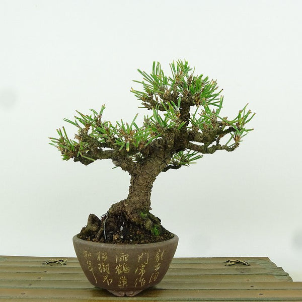 盆栽 松 黒松 樹高 約14cm くろまつ Pinus thunbergii クロマツ マツ科 常緑針葉樹 観賞用 小品 t1198411965