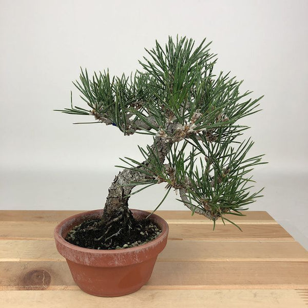 盆栽 松 黒松 樹高 約16cm くろまつ Pinus thunbergii クロマツ マツ科 常緑針葉樹 観賞用 小品 l1198409830