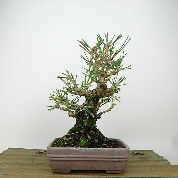 盆栽 松 黒松 樹高 約16cm くろまつ Pinus thunbergii クロマツ マツ科 常緑針葉樹 観賞用 小品 b1198417881