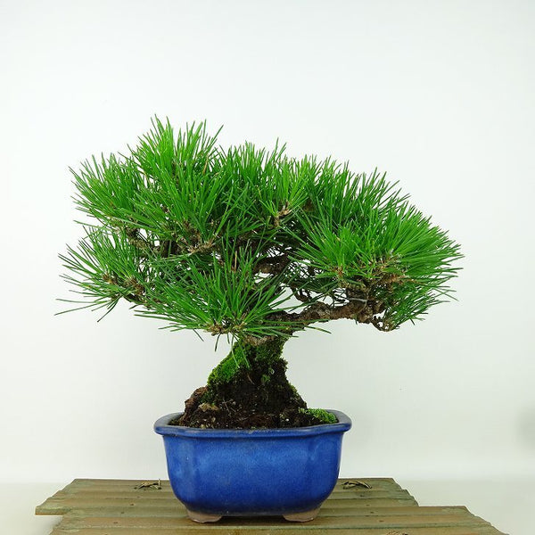 盆栽 松 黒松 樹高 約20cm くろまつ Pinus thunbergii クロマツ マツ科 常緑針葉樹 観賞用 小品 g1198415889