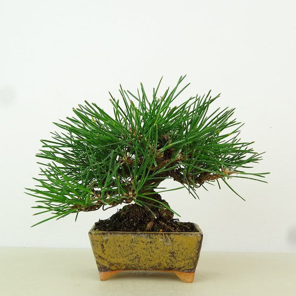 盆栽 松 黒松 樹高 約11cm くろまつ Pinus thunbergii クロマツ マツ科 常緑針葉樹 観賞用 小品 h1198424285