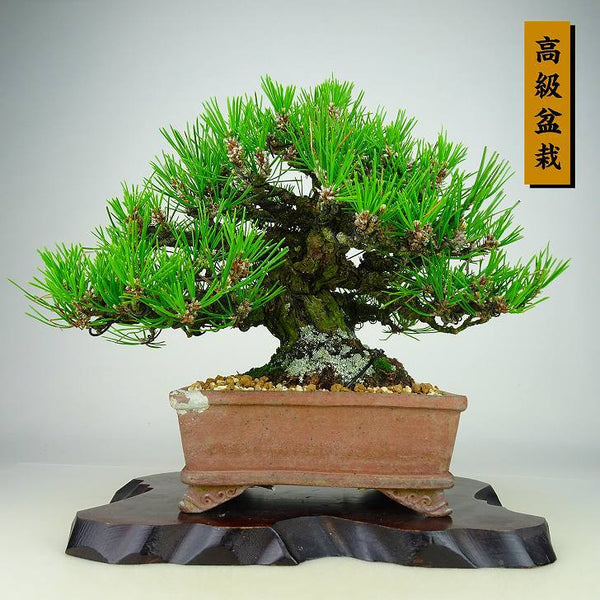 盆栽 松 黒松 樹高 21cm くろまつ 高級盆栽 Pinus thunbergii クロマツ マツ科 常緑針葉樹 観賞用 c1198411310