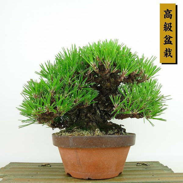 盆栽 松 黒松 樹高 約16cm くろまつ 高級盆栽 Pinus thunbergii クロマツ マツ科 常緑針葉樹 観賞用 小品 s1198416810