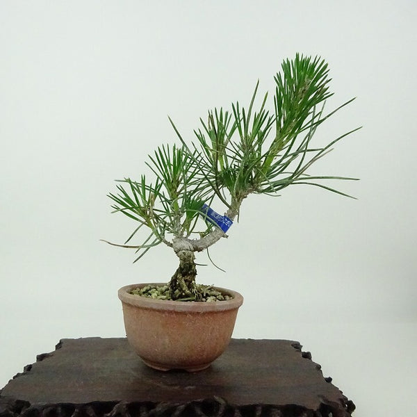 盆栽 松 黒松 樹高 約13cm くろまつ Pinus thunbergii クロマツ マツ科 常緑針葉樹 観賞用 小品 w1198408184