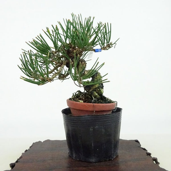 盆栽 松 黒松 樹高 約10cm くろまつ Pinus thunbergii クロマツ マツ科 常緑針葉樹 観賞用 小品 1198402633