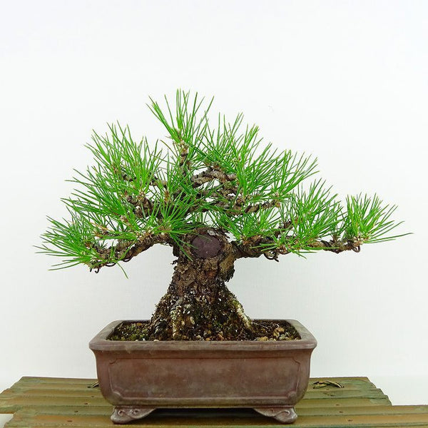 盆栽 松 黒松 樹高 約 17cm くろまつ Pinus thunbergii クロマツ マツ科 常緑針葉樹 観賞用 小品 f1198403996