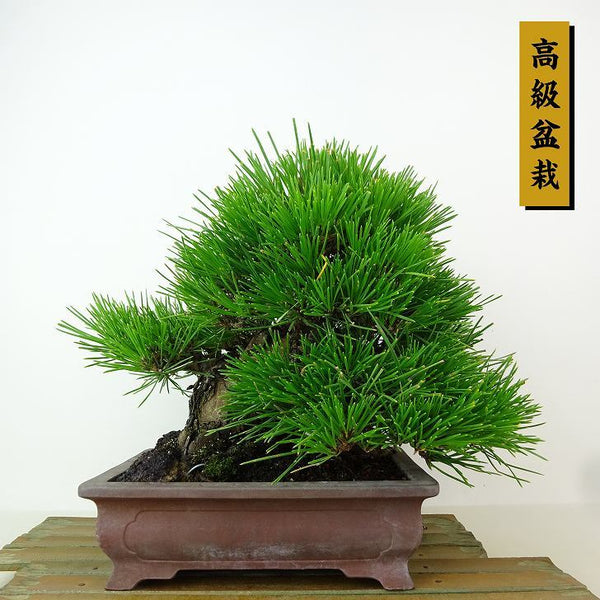 盆栽 松 黒松 樹高 約21cm くろまつ 高級盆栽 Pinus thunbergii クロマツ マツ科 常緑針葉樹 観賞用 q1198414124