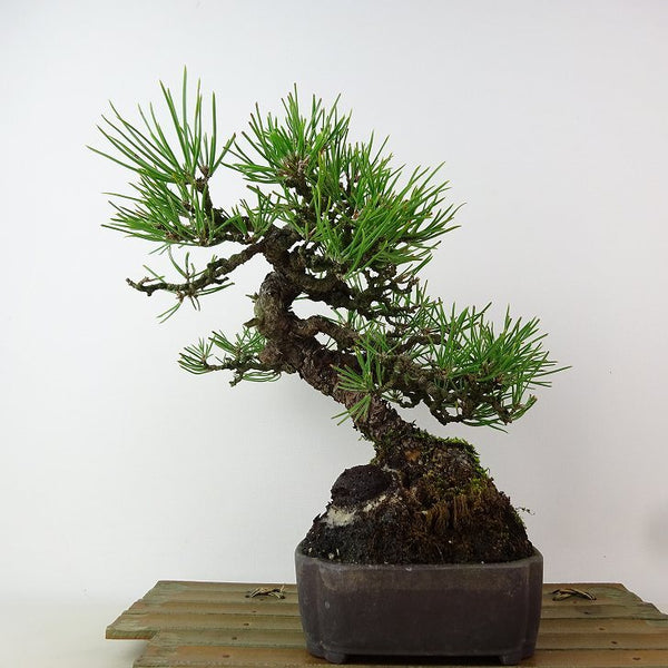 盆栽 松 黒松 樹高 約22cm くろまつ Pinus thunbergii クロマツ マツ科 常緑針葉樹 観賞用 e1198407887