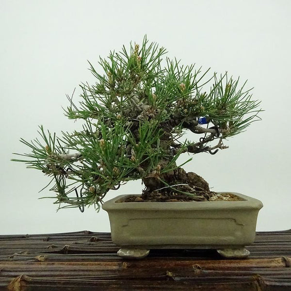 盆栽 松 黒松 樹高 約13cm くろまつ Pinus thunbergii クロマツ マツ科 常緑針葉樹 観賞用 小品 k1198411767