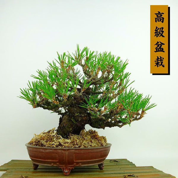 盆栽 松 黒松 樹高 約20cm くろまつ 高級盆栽 Pinus thunbergii クロマツ マツ科 常緑針葉樹 観賞用 小品 p1198418469