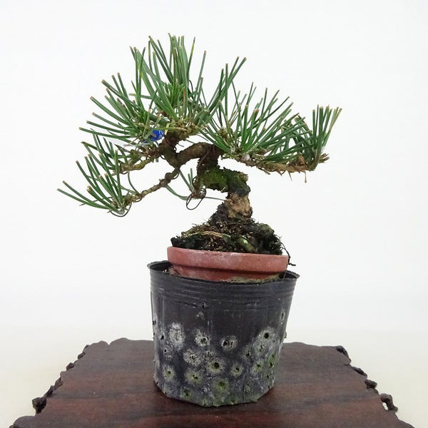 盆栽 松 黒松 樹高 約11cm くろまつ Pinus thunbergii クロマツ マツ科 常緑針葉樹 観賞用 小品 j1198413085