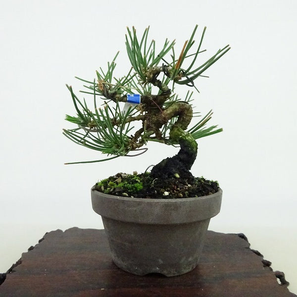 盆栽 松 黒松 樹高 約11cm くろまつ Pinus thunbergii クロマツ マツ科 常緑針葉樹 観賞用 小品 j1198413829