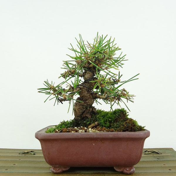 盆栽 松 黒松 樹高 約11cm くろまつ Pinus thunbergii クロマツ マツ科 常緑針葉樹 観賞用 小品 p1198421356