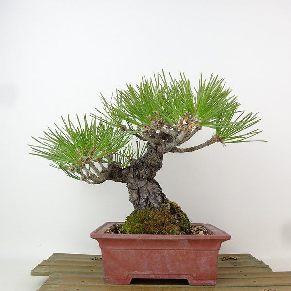 盆栽 松 黒松 樹高 約19cm くろまつ Pinus thunbergii クロマツ マツ科 常緑針葉樹 観賞用 小品 e1198407594