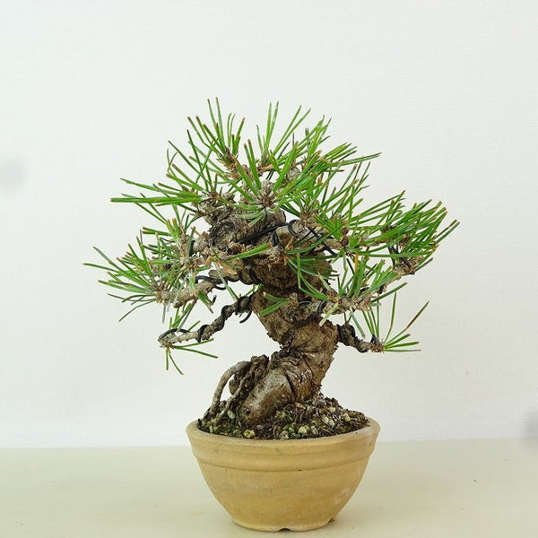 盆栽 松 黒松 樹高 約13cm くろまつ Pinus thunbergii クロマツ マツ科 常緑針葉樹 観賞用 小品 q1198410798