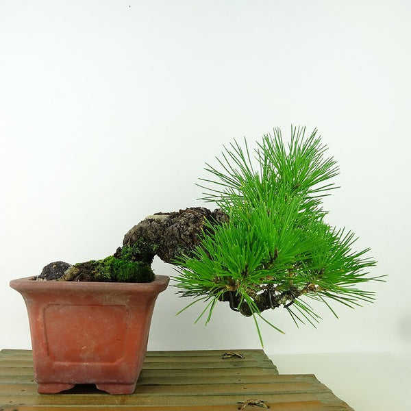 盆栽 松 黒松 樹高 上下 約17cm くろまつ Pinus thunbergii クロマツ マツ科 常緑針葉樹 観賞用 小品 v1198436434