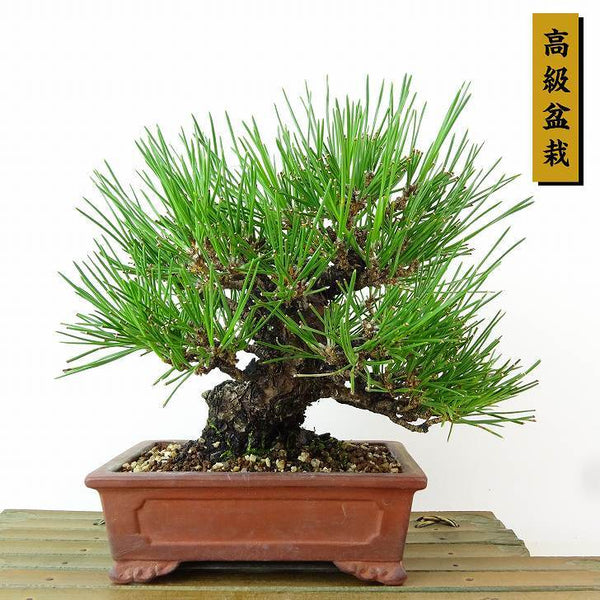 盆栽 松 黒松 樹高 約18cm くろまつ 高級盆栽 Pinus thunbergii クロマツ マツ科 常緑針葉樹 観賞用 小品 f1198409381