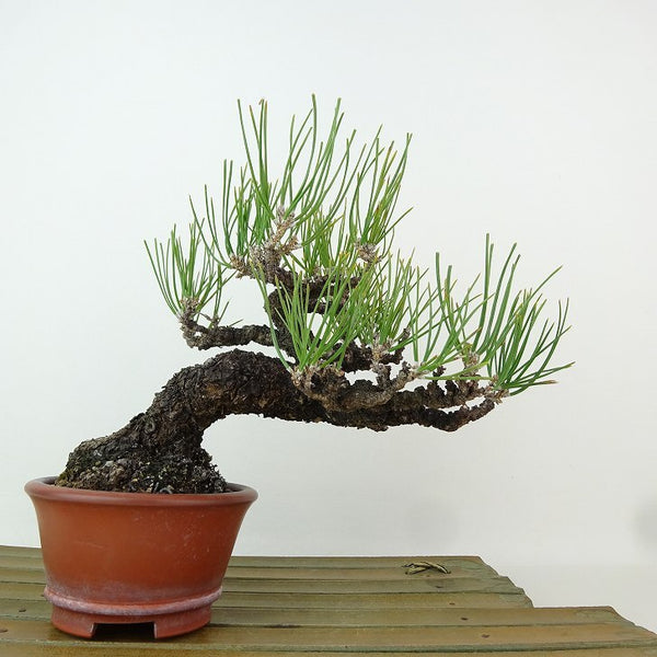 盆栽 松 黒松 樹高 約15cm くろまつ Pinus thunbergii クロマツ マツ科 常緑針葉樹 観賞用 小品 h1198429004