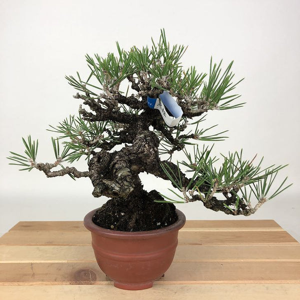 盆栽 松 黒松 樹高 約18cm くろまつ Pinus thunbergii クロマツ マツ科 常緑針葉樹 観賞用 小品 1198405815