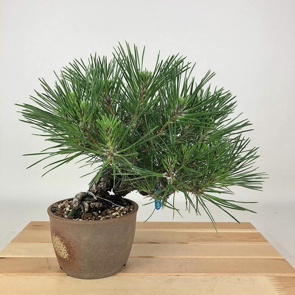 盆栽 松 黒松 樹高 約21cm くろまつ Pinus thunbergii クロマツ マツ科 常緑針葉樹 観賞用 w1198413805
