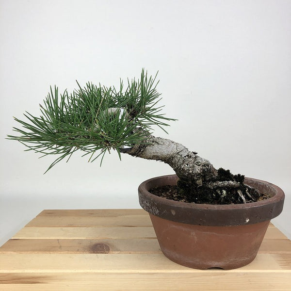 盆栽 松 黒松 樹高 約14cm くろまつ Pinus thunbergii クロマツ マツ科 常緑針葉樹 観賞用 小品 g1198415845