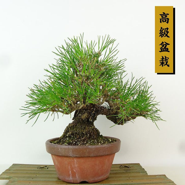 盆栽 松 黒松 樹高 約21cm くろまつ 高級盆栽 Pinus thunbergii クロマツ マツ科 常緑針葉樹 観賞用 s1198414225