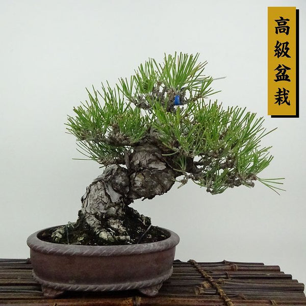 盆栽 松 黒松 樹高 約19cm くろまつ 高級盆栽 Pinus thunbergii クロマツ マツ科 常緑針葉樹 観賞用 小品 f1198411123