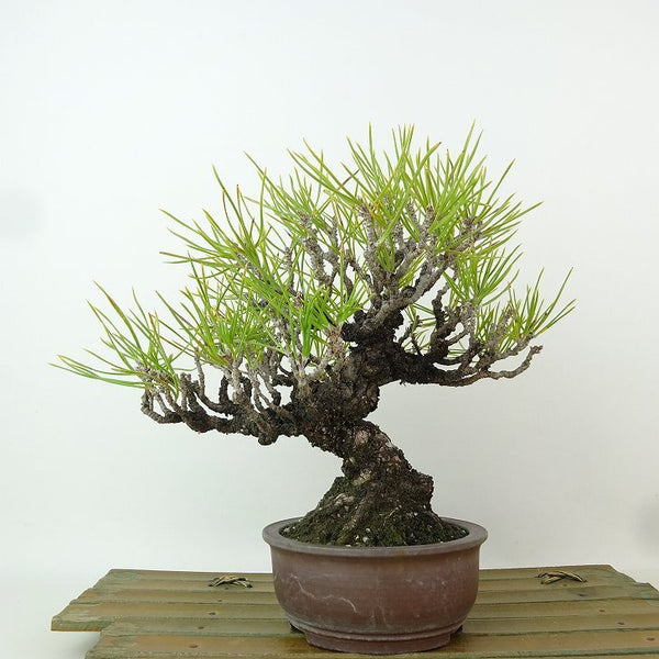 盆栽 松 黒松 樹高 約18cm くろまつ Pinus thunbergii クロマツ マツ科 常緑針葉樹 観賞用 小品 k1198408729