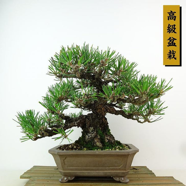 盆栽 松 黒松 樹高 約18cm くろまつ 高級盆栽 Pinus thunbergii クロマツ マツ科 常緑針葉樹 観賞用 小品 m1198410911