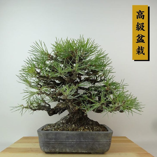 盆栽 松 黒松 樹高 約27cm くろまつ 高級盆栽 Pinus thunbergii クロマツ マツ科 常緑針葉樹 観賞用 s1198412578