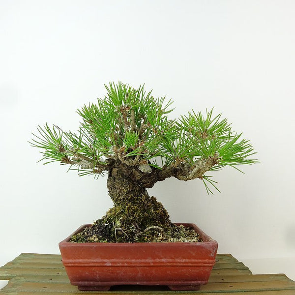 盆栽 松 黒松 樹高 約17cm くろまつ Pinus thunbergii クロマツ マツ科 常緑針葉樹 観賞用 小品 o1198425278