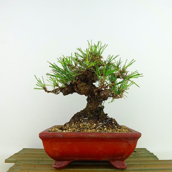 盆栽 松 黒松 樹高 約16cm くろまつ Pinus thunbergii クロマツ マツ科 常緑針葉樹 観賞用 小品 n1198411818