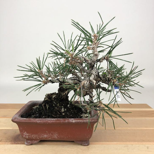 盆栽 松 黒松 樹高 約13cm くろまつ Pinus thunbergii クロマツ マツ科 常緑針葉樹 観賞用 小品 j1198411039