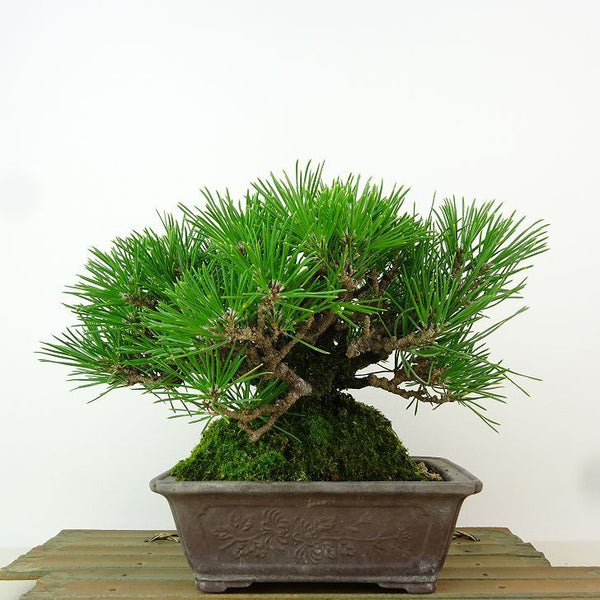 盆栽 松 黒松 樹高 約17cm くろまつ Pinus thunbergii クロマツ “ジン” マツ科 常緑針葉樹 観賞用 小品 j1198413729
