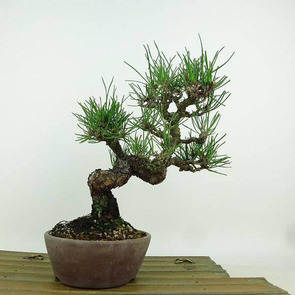 盆栽 松 黒松 樹高 約20cm くろまつ Pinus thunbergii クロマツ マツ科 常緑針葉樹 観賞用 小品 g1198420668