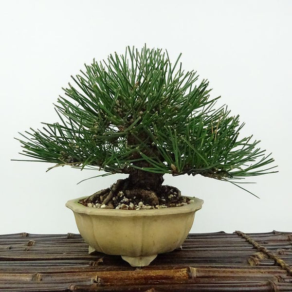 盆栽 松 黒松 樹高 約15cm くろまつ Pinus thunbergii クロマツ マツ科 常緑針葉樹 観賞用 小品 k1198414258